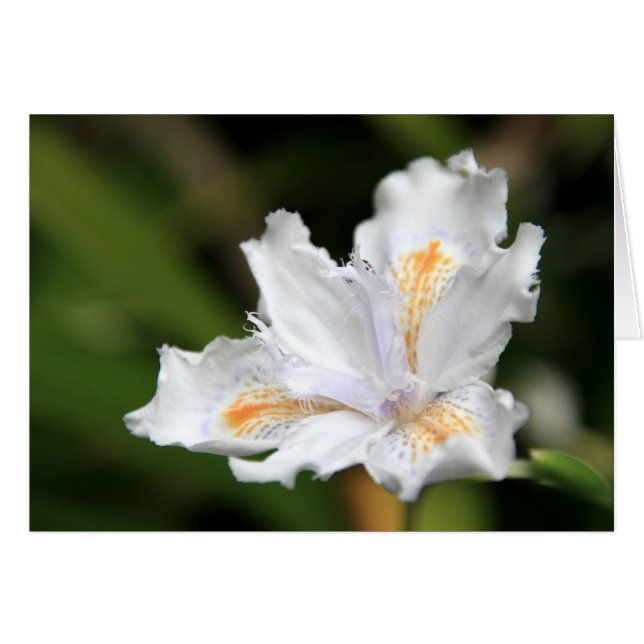 Iris blanc japonais (Devant Horizontal)