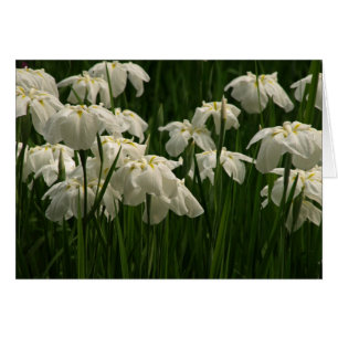 Iris blancs