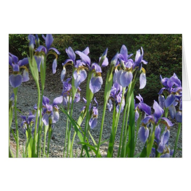 Iris bleu (Devant horizontal)
