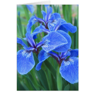 Iris bleu