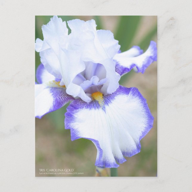 Iris 'Carolina Gold' : Carte postale (Devant)