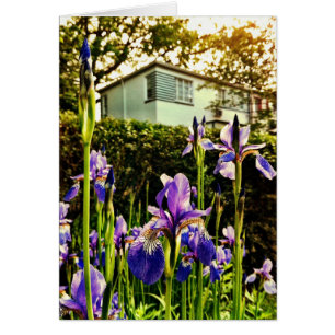 Iris de floraison devant le musée de Greenbelt