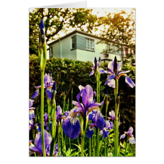 Iris de floraison devant le musée de Greenbelt