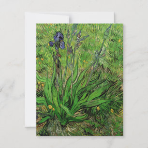 Iris de Vincent van Gogh, Vintage Garden Flowers