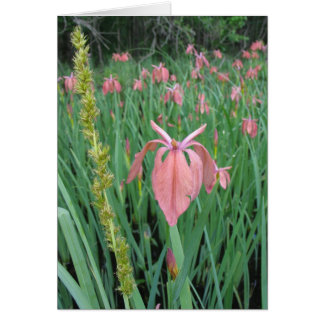Iris en cuivre