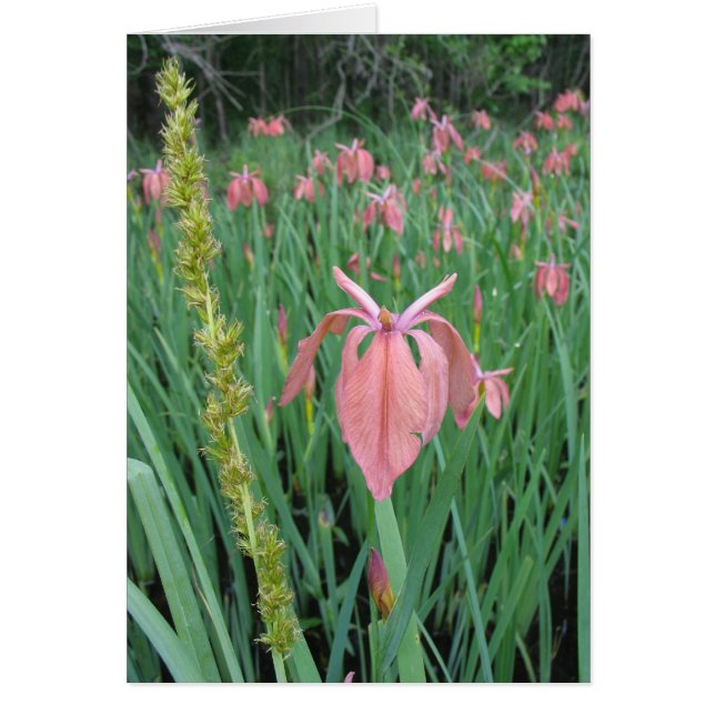 Iris en cuivre (Devant)