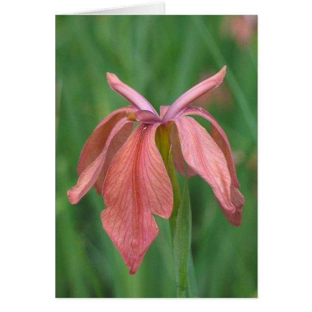 Iris en cuivre (Devant)