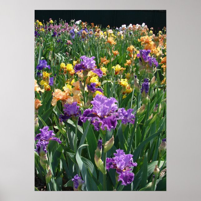Iris Garden Purple Irises Cottage Poster floral (Devant)
