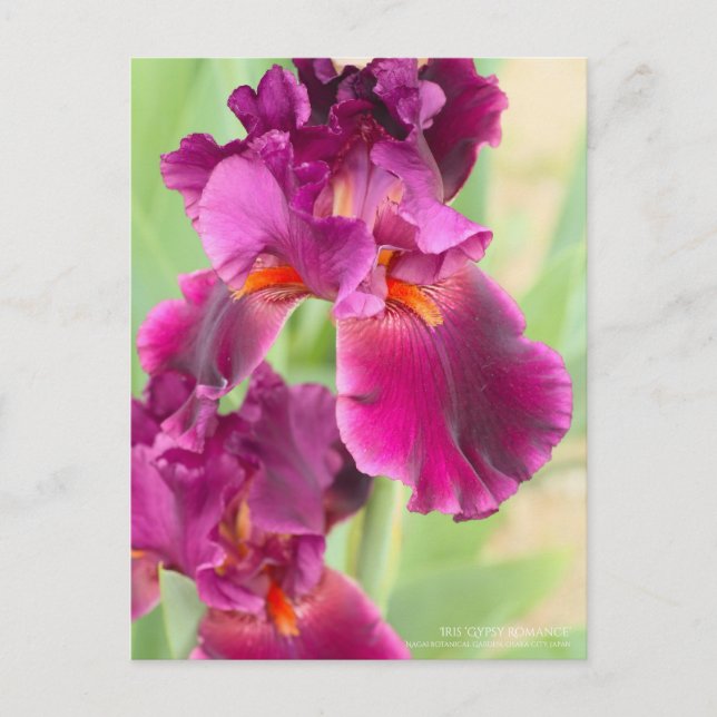 Iris 'Gypsy Romance' : Carte Postale (Devant)