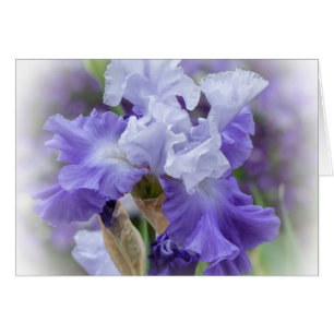 Iris harassés par le Regal - Carte blanche violet