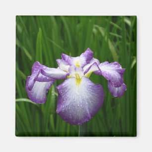Iris japonais : Japan Magnet