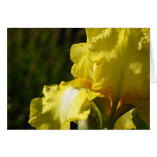 Iris Jaune