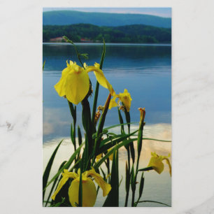 Iris jaune à Lake Shore