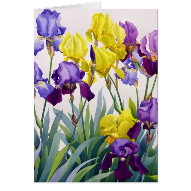 Iris jaunes et pourpres (Devant)