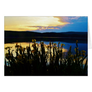 Iris jaunes sur la rive du lac Arrowhead