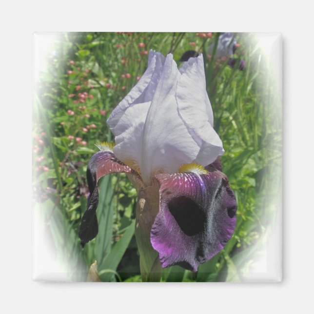 Iris Magnet (Devant)