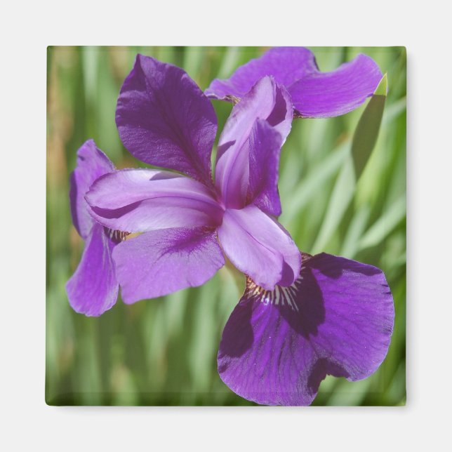 Iris Magnet (Devant)