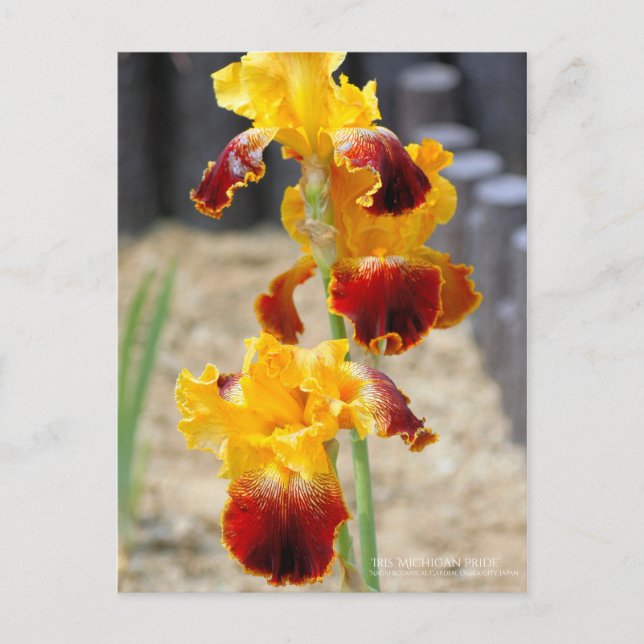 Iris "Michigan Pride" : Carte postale (Devant)
