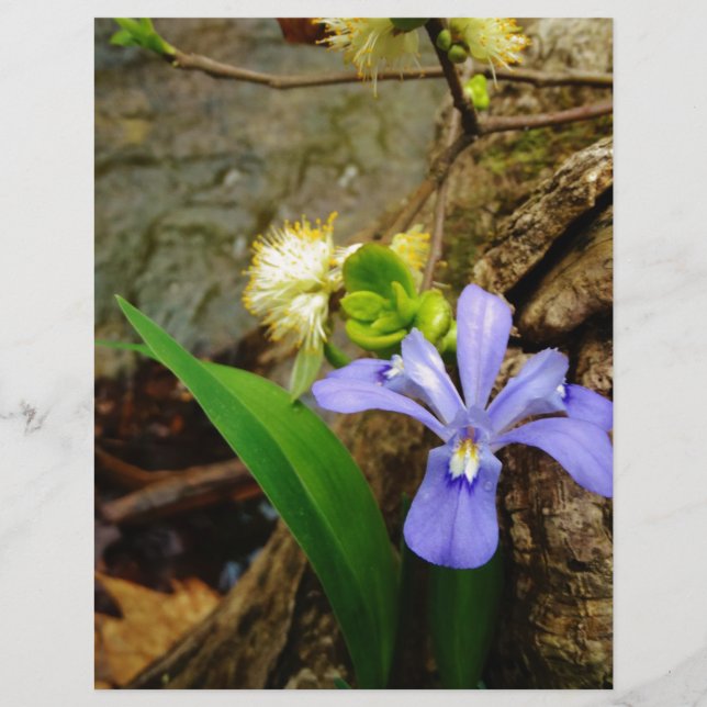 Iris nain à crête fleur bleue violette blanche (Devant)