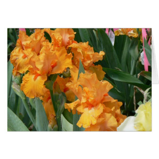 Iris orange