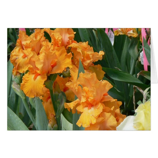 Iris orange (Devant horizontal)