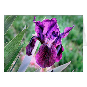 Iris pourpre