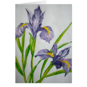 iris pourpre