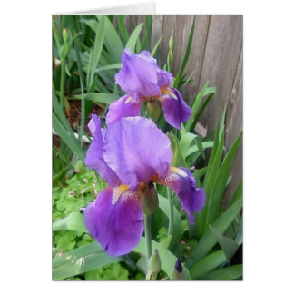 Iris pourpre