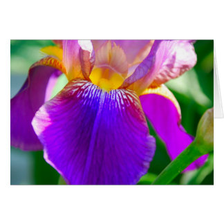 Iris pourpre