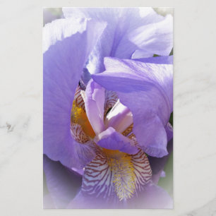 iris pourpre