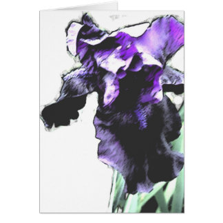 Iris, pourpre
