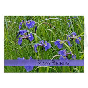 Iris pourpre sauvage
