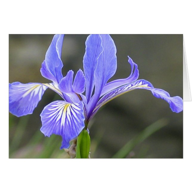 Iris pourpre sauvage (Devant horizontal)