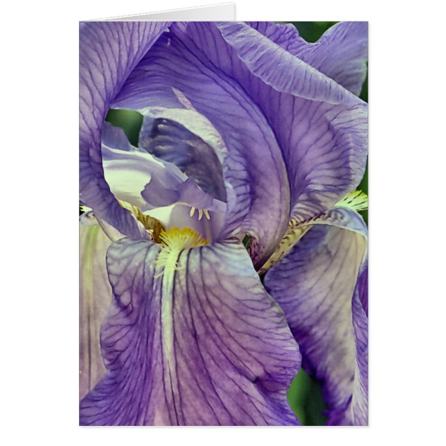 Iris Purple (Devant)
