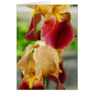 Iris rouge jaune