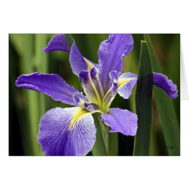 Iris, S Cyr (Devant horizontal)