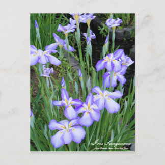 Iris sanguinea : Carte postale