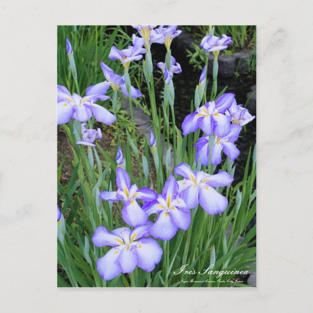 Iris sanguinea : Carte postale (Devant)