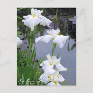 Iris sanguinea : Carte postale