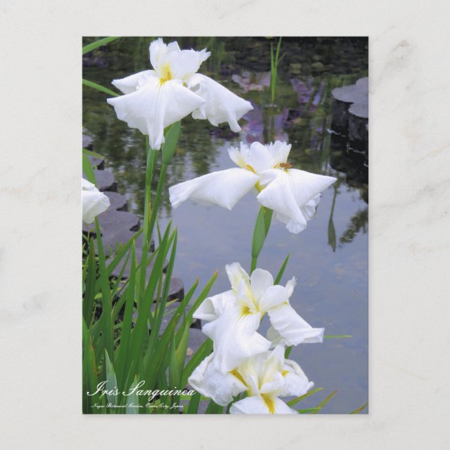 Iris sanguinea : Carte postale (Devant)