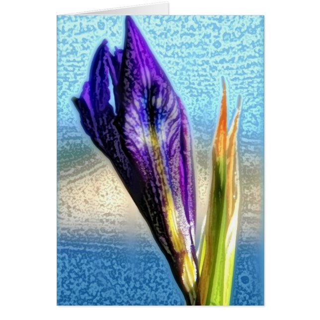 Iris sauvage (Devant)