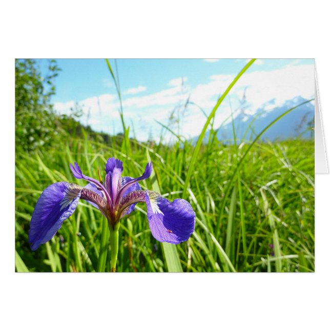 Iris sauvage et paysage d'Alaska (Devant horizontal)