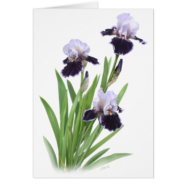 Iris Trio (Devant)