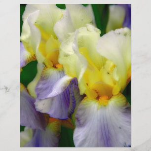 Iris violet et jaune