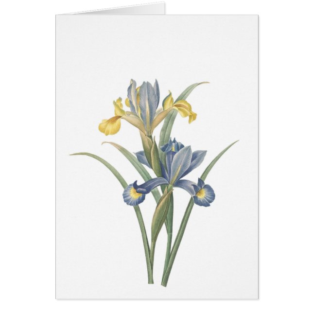 Iris Xiphium (Devant)