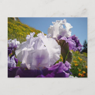 Irises Carte de pré-pois de fleurs violet blanc Ir