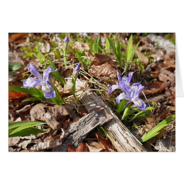 Irises miniatures sauvages (Devant horizontal)