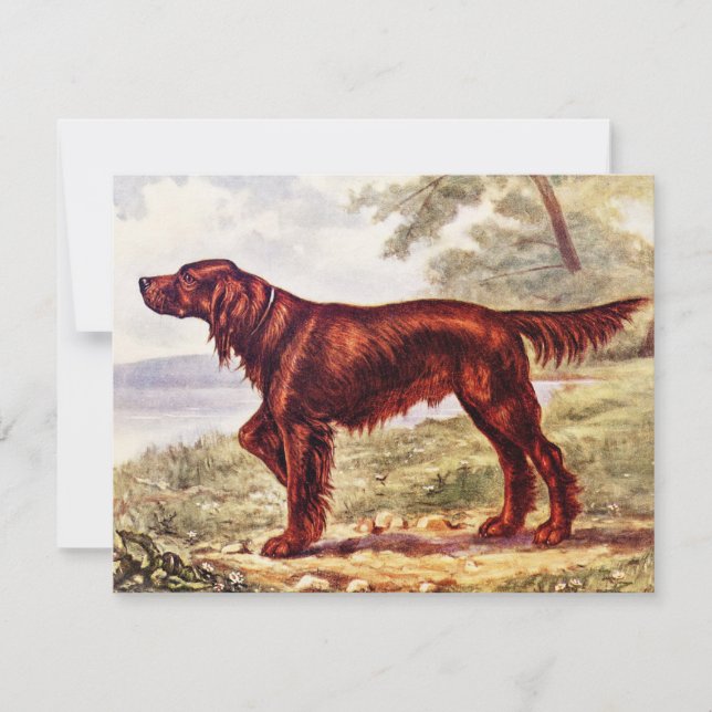 Irish Setter 1900 (Devant)