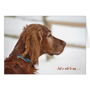 Irish Setter en hiver en pensant à vous