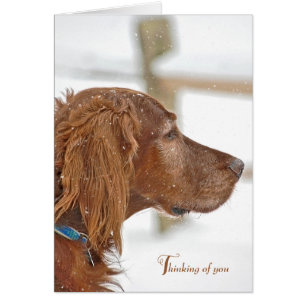 Irish Setter pense à vous
